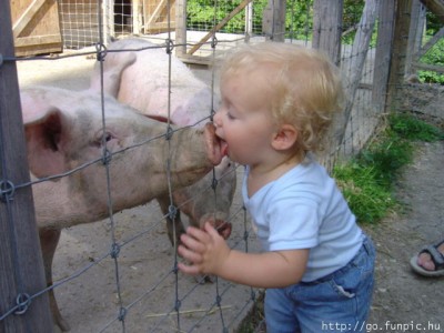 pig.jpg