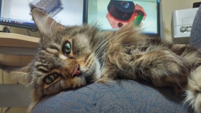 2015-08-29 04.43.05.jpg (3.66 MiB) Viewed 21543 times Engineer Kitty is all ready to get your design in CAD and oversee all milling jobs of your project.