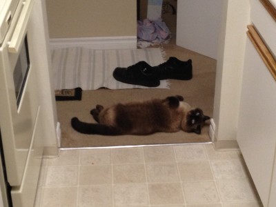 Cyberdyne Systems Series 900, with feline endoskeleton.