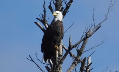 USWR Team Mascot